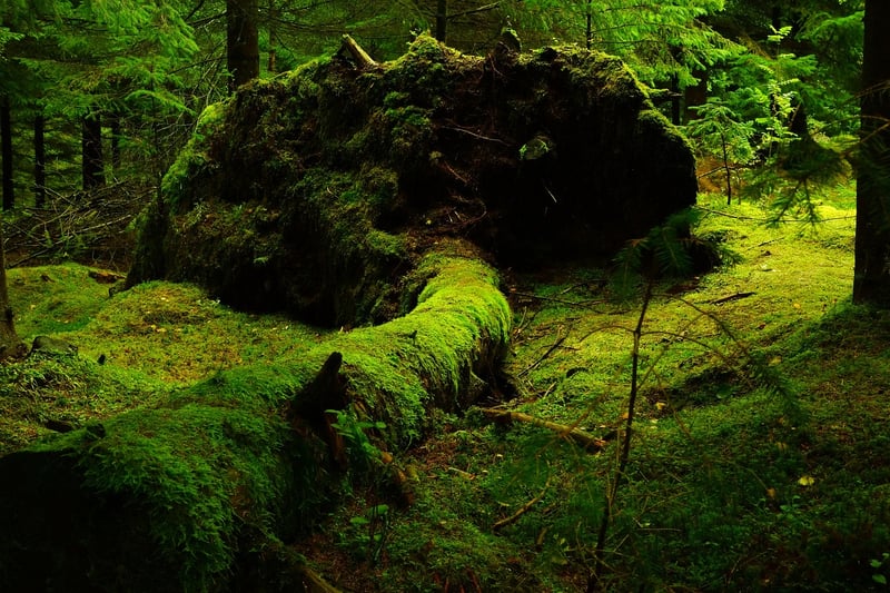 Eco Lodge in the Forest